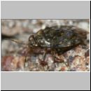 Saldula sp - Springwanze 01b 3mm Sandkuhle.jpg